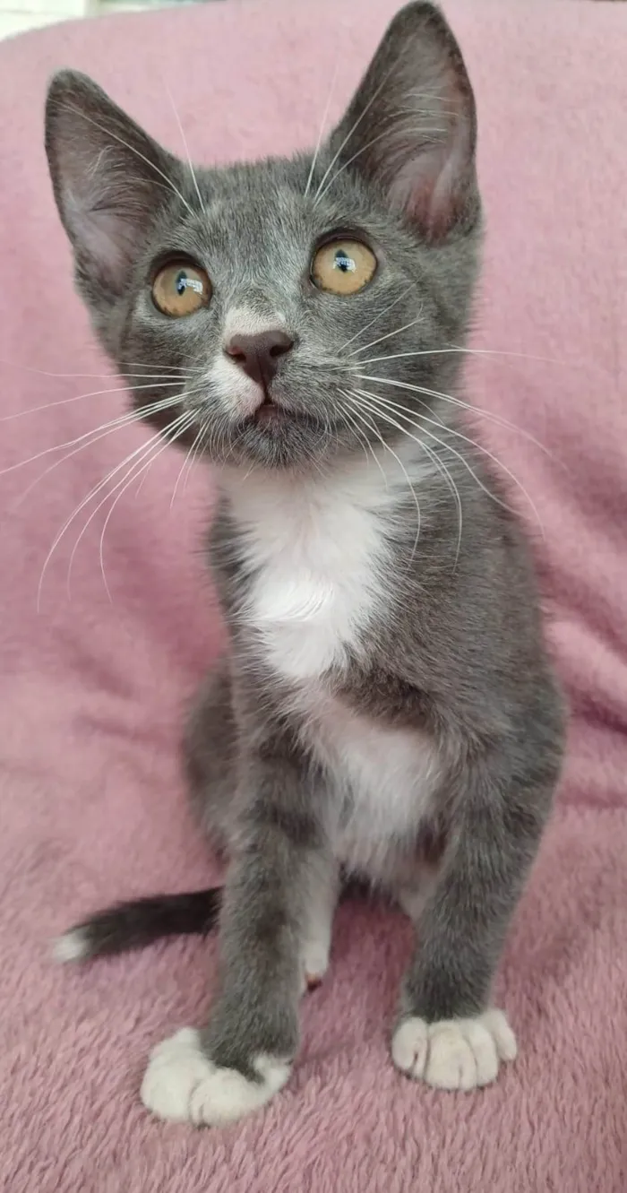 Gato ra a SRD-ViraLata idade 2 a 6 meses nome Jack