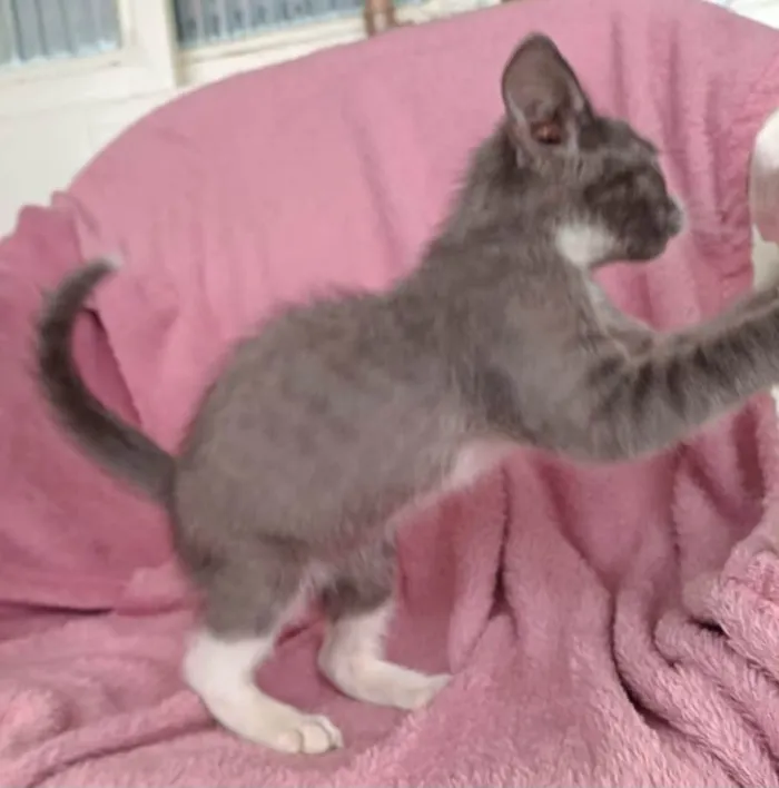 Gato ra a SRD-ViraLata idade 2 a 6 meses nome Jack