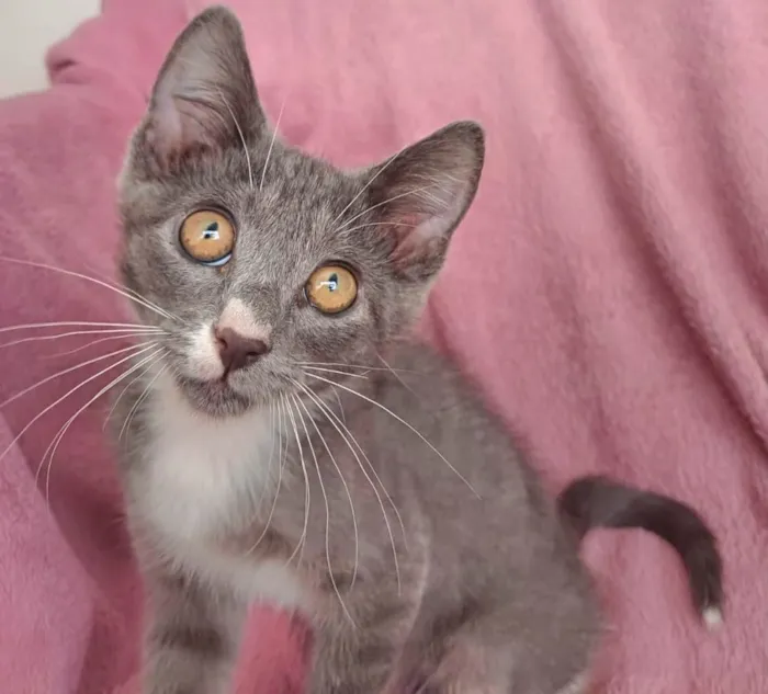 Gato ra a SRD-ViraLata idade 2 a 6 meses nome Jack