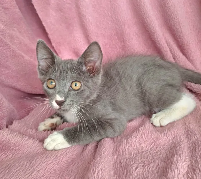 Gato ra a SRD-ViraLata idade 2 a 6 meses nome Jack