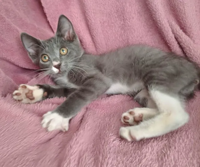 Gato ra a SRD-ViraLata idade 2 a 6 meses nome Jack