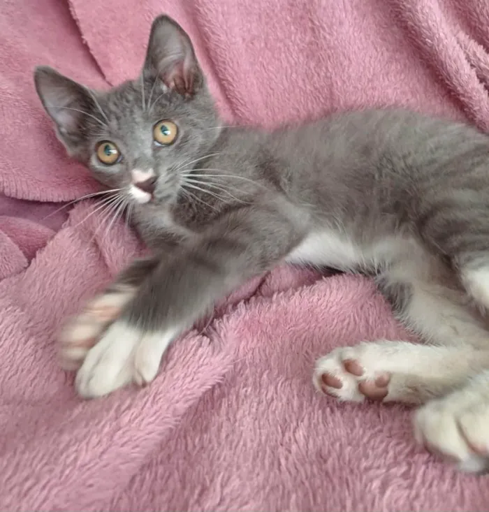 Gato ra a SRD-ViraLata idade 2 a 6 meses nome Jack