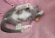 Jack