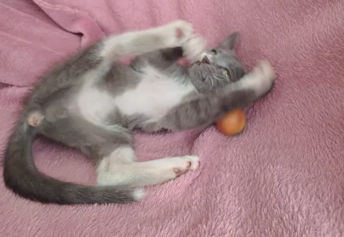 Gato ra a SRD-ViraLata idade 2 a 6 meses nome Jack