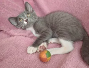 Gato raça SRD-ViraLata idade 2 a 6 meses nome Jack