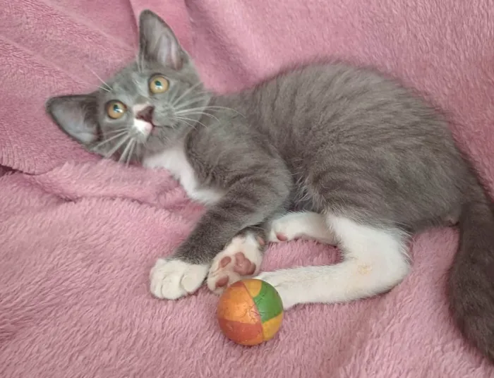 Gato ra a SRD-ViraLata idade 2 a 6 meses nome Jack