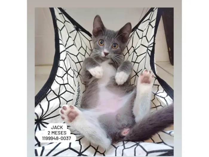 Gato ra a SRD-ViraLata idade 2 a 6 meses nome Jack