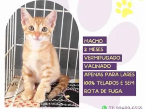 Gato raça SRD-ViraLata idade 2 a 6 meses nome Nemo