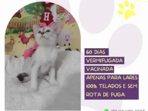 Gato raça SRD-VIRALATA idade Abaixo de 2 meses nome Cleo