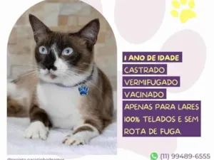 Gato raça SRD-ViraLata idade 1 ano nome Jorge