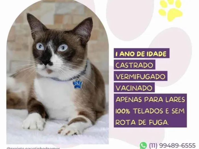 Gato ra a SRD-ViraLata idade 1 ano nome Jorge