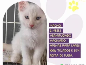 Gato raça SRD-ViraLata idade 2 a 6 meses nome Scooter
