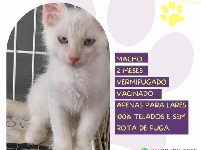 Gato ra a SRD-ViraLata idade 2 a 6 meses nome Scooter