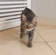 Felix