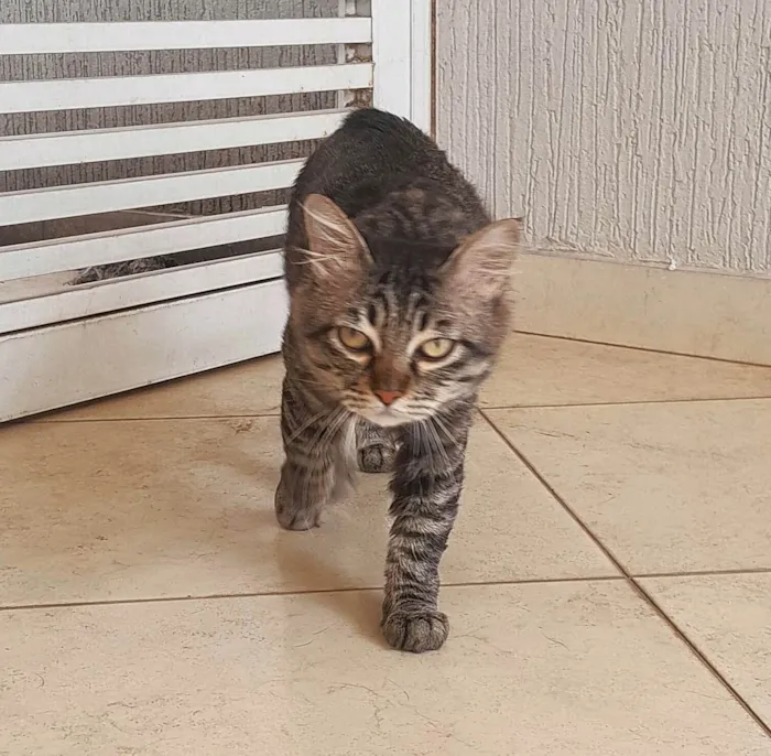 Gato ra a SRD-ViraLata idade 1 ano nome Felix