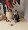 Felix