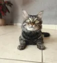 Felix