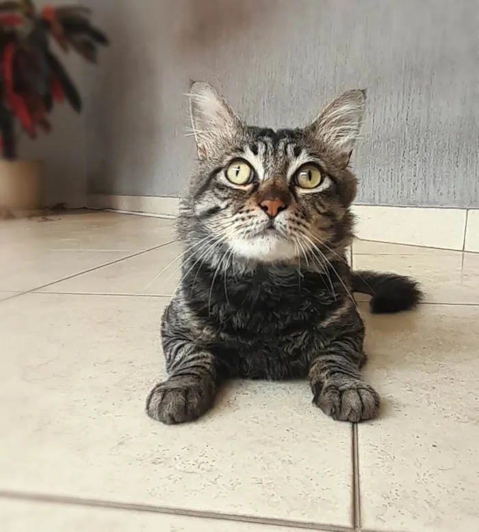 Gato ra a SRD-ViraLata idade 1 ano nome Felix