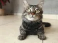 Felix