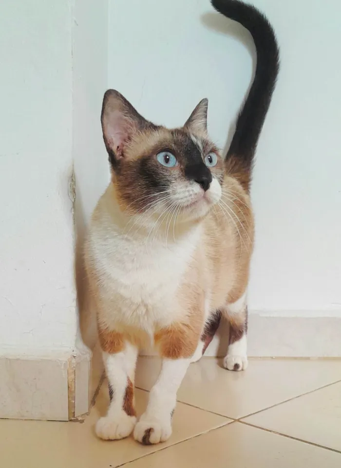 Gato ra a Srd idade 3 anos nome Dolores