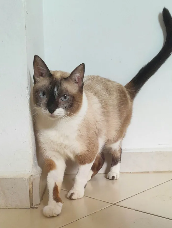 Gato ra a Srd idade 3 anos nome Dolores