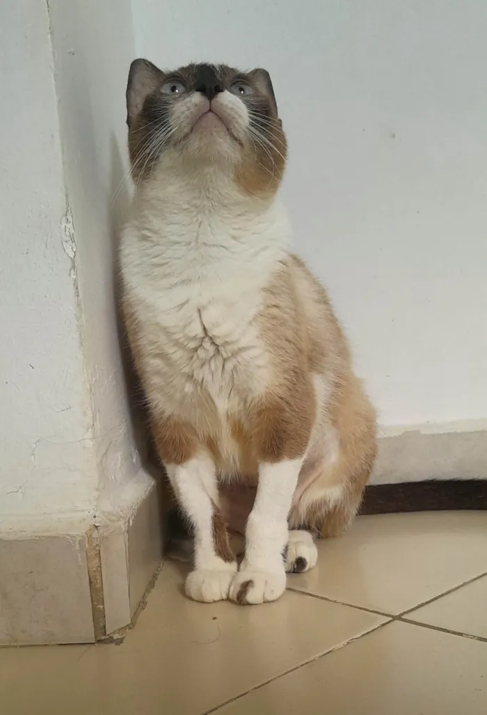 Gato ra a Srd idade 3 anos nome Dolores