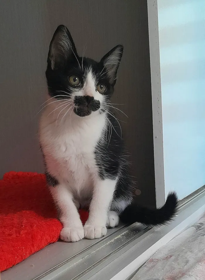 Gato ra a SRD-ViraLata idade 2 a 6 meses nome Denis