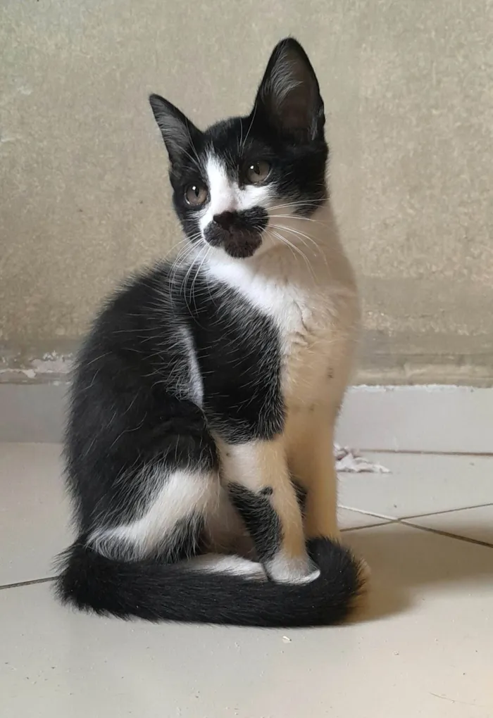 Gato ra a SRD-ViraLata idade 2 a 6 meses nome Dean