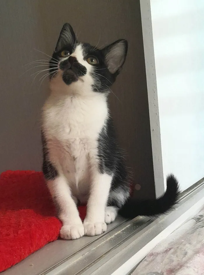 Gato ra a SRD-ViraLata idade 2 a 6 meses nome Dean