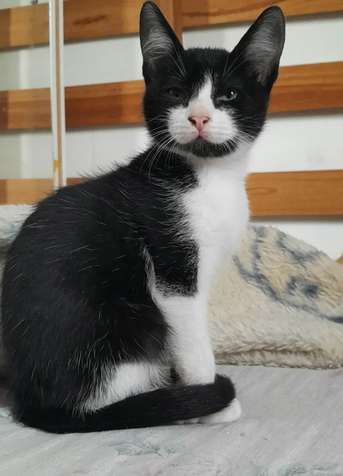 Gato ra a SRD-ViraLata idade 2 a 6 meses nome Dean