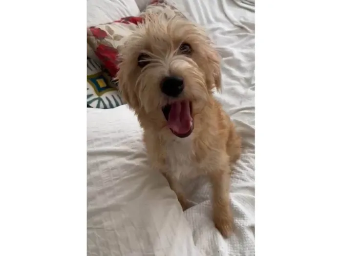 Cachorro ra a SRD-ViraLata idade  nome Zoe