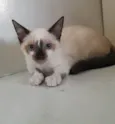 Diego