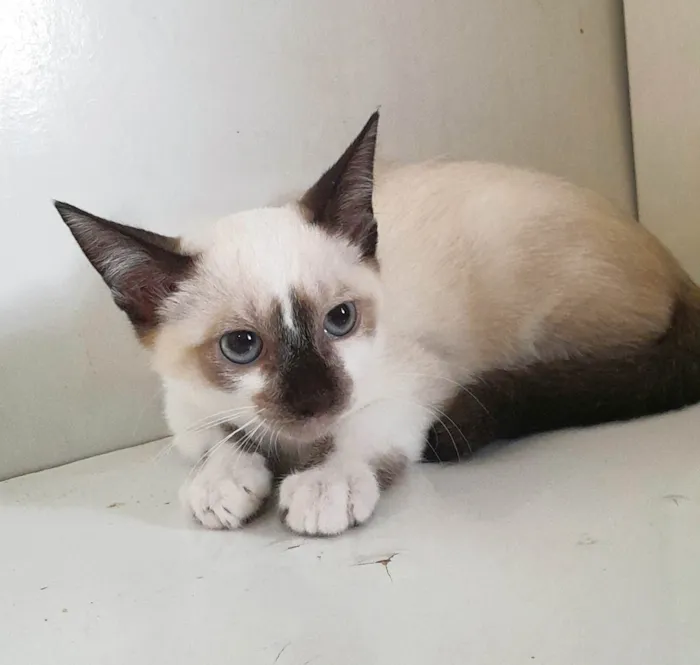 Gato ra a SRD-ViraLata idade 2 a 6 meses nome Diego