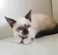 Diego