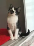 Diego