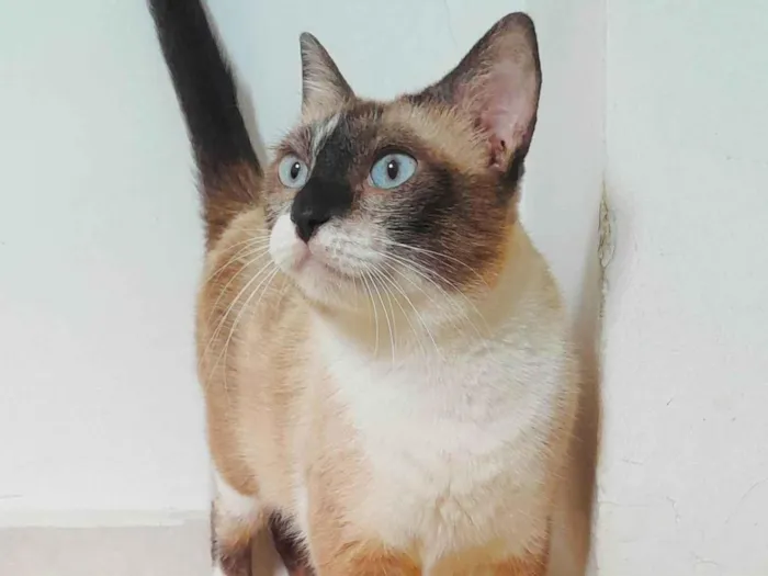 Gato ra a Srd idade 3 anos nome Dolores