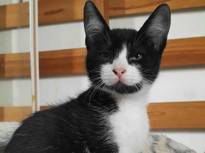 Gato ra a SRD-ViraLata idade 2 a 6 meses nome Dean