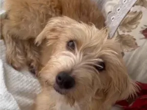 Cachorro raça SRD-ViraLata idade  nome Zoe