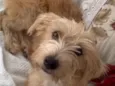 Zoe