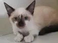 Diego