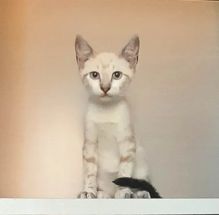 Gato ra a SRD-ViraLata idade 2 a 6 meses nome Kelli