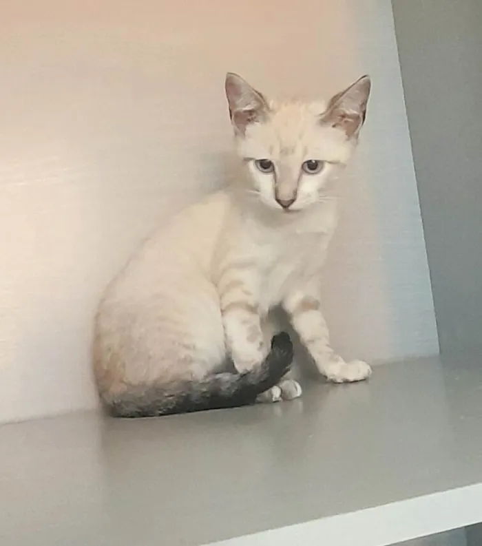 Gato ra a SRD-ViraLata idade 2 a 6 meses nome Kelli