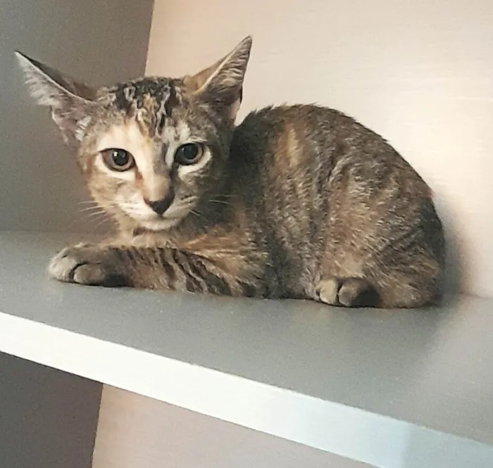 Gato ra a SRD-ViraLata idade 2 a 6 meses nome Kelli