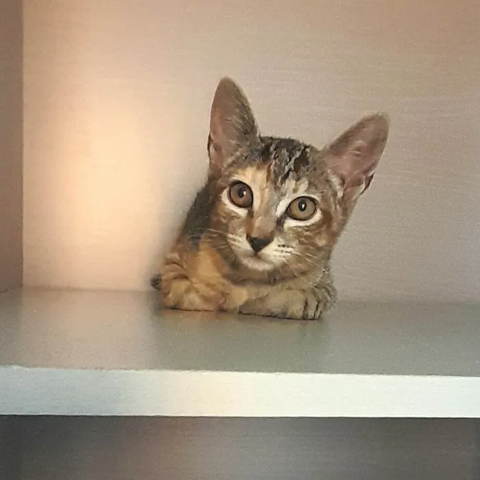Gato ra a Srd idade 2 a 6 meses nome Belle
