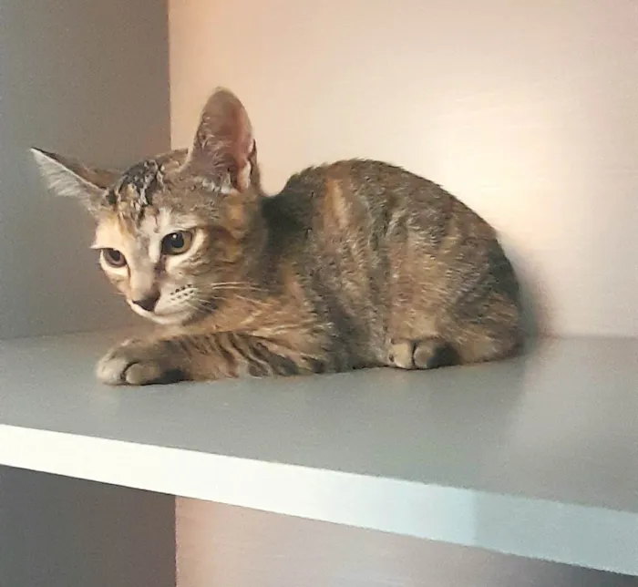 Gato ra a Srd idade 2 a 6 meses nome Belle
