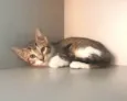 Belle