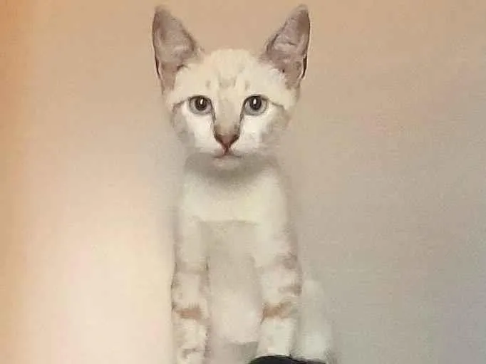 Gato ra a SRD-ViraLata idade 2 a 6 meses nome Kelli