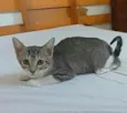 Mirna
