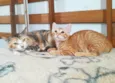 Sophia e Lukinha