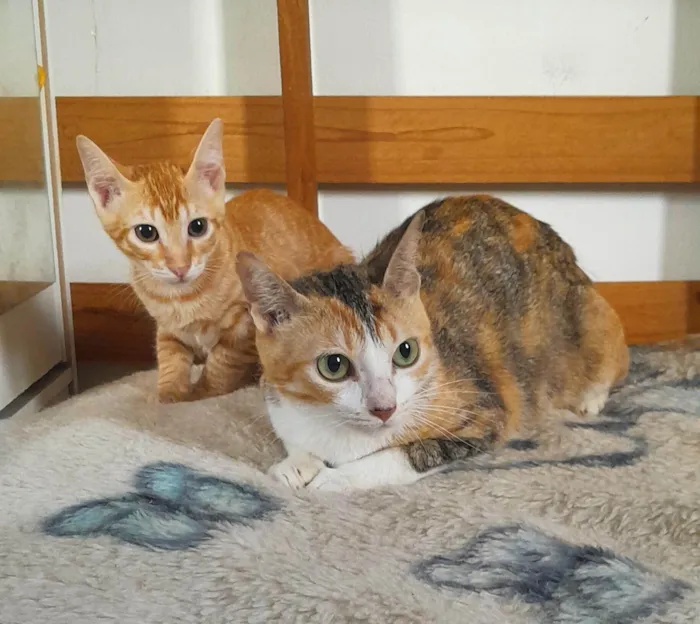 Gato ra a SRD-ViraLata idade 2 anos nome Sophia e Lukinha
